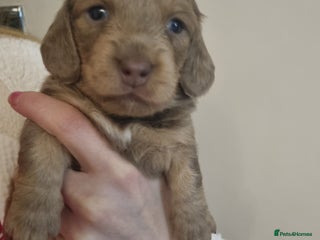 Miniature Dachshund dogs - Advert 1