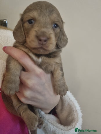 Miniature Dachshund dogs - Advert 2