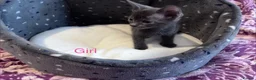 Russian Blue cats for sale: 3 Blue Kittens!  - Advert 4