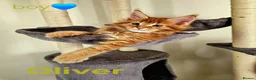 Maine Coon cats for sale: ✨ Meet Our Magnificent Maine Coon Kittens ✨ - Advert 22
