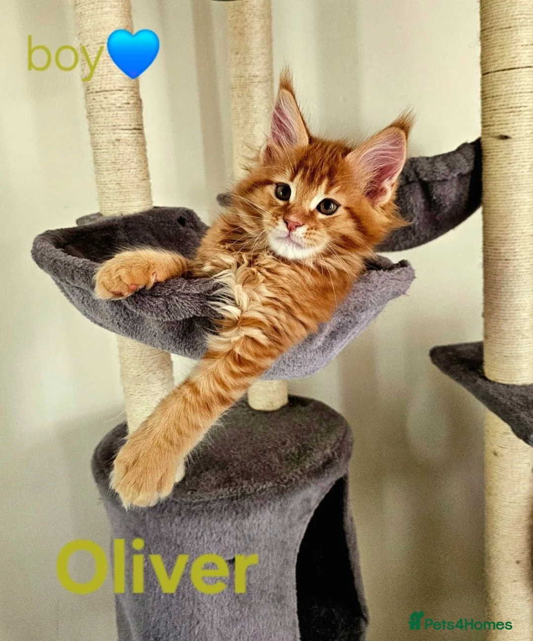 Maine Coon cats for sale: ✨ Meet Our Magnificent Maine Coon Kittens ✨ - Advert 22