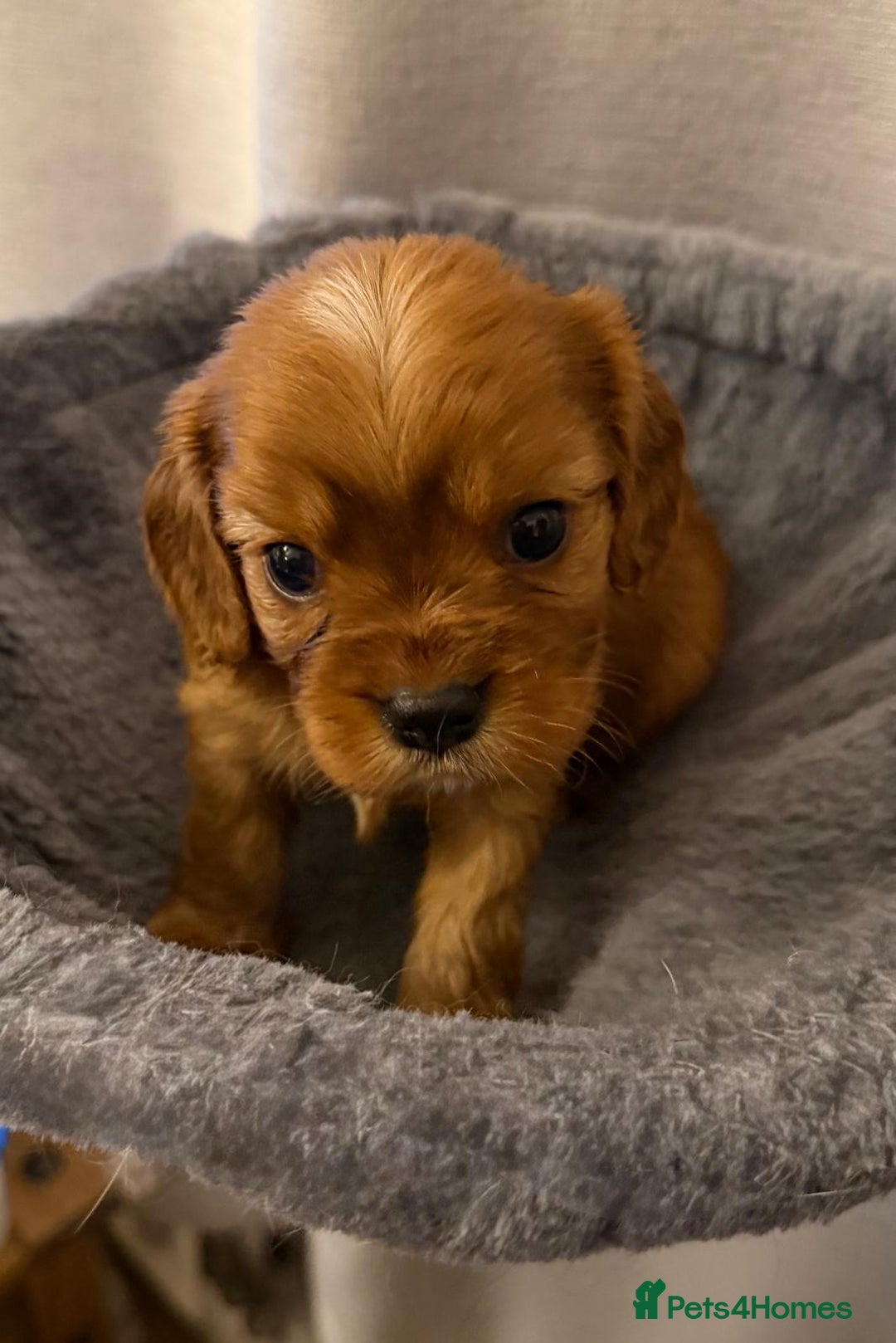 Cavalier King Charles Spaniel dogs for sale: Beautiful KC Registered Boy ✨ Health Tested ✨ - Advert 29