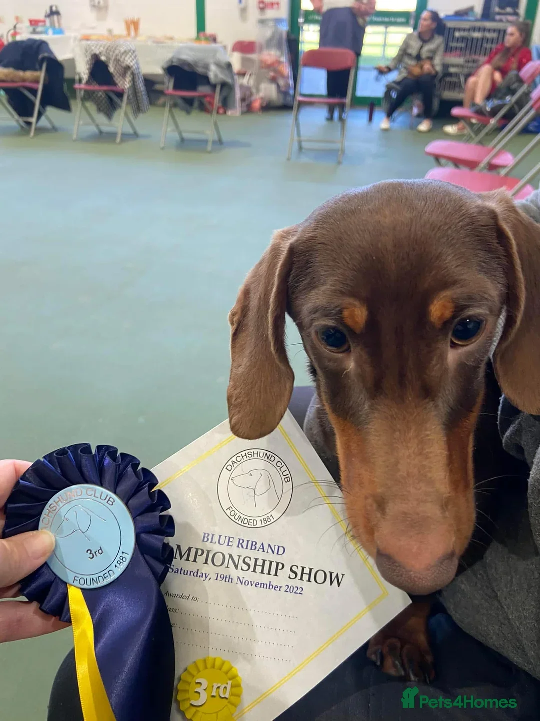 Miniature Dachshund dogs for sale: 1 girl & 3 boys ready Now Mini Dachshunds  - Image 28