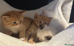 Ragdoll cats for sale: Ragdoll mix kittens (Only 1 Boy Left) - Image 16