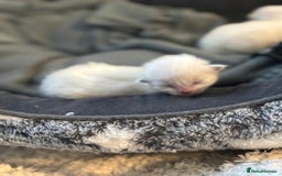 Ragdoll cats for sale: Ragdoll kitten  - Image 3