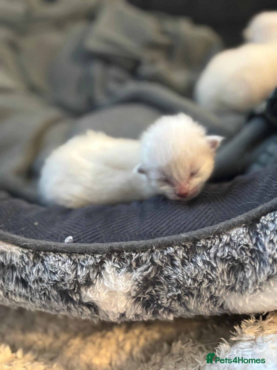 Ragdoll cats for sale: Ragdoll kitten  - Image 3
