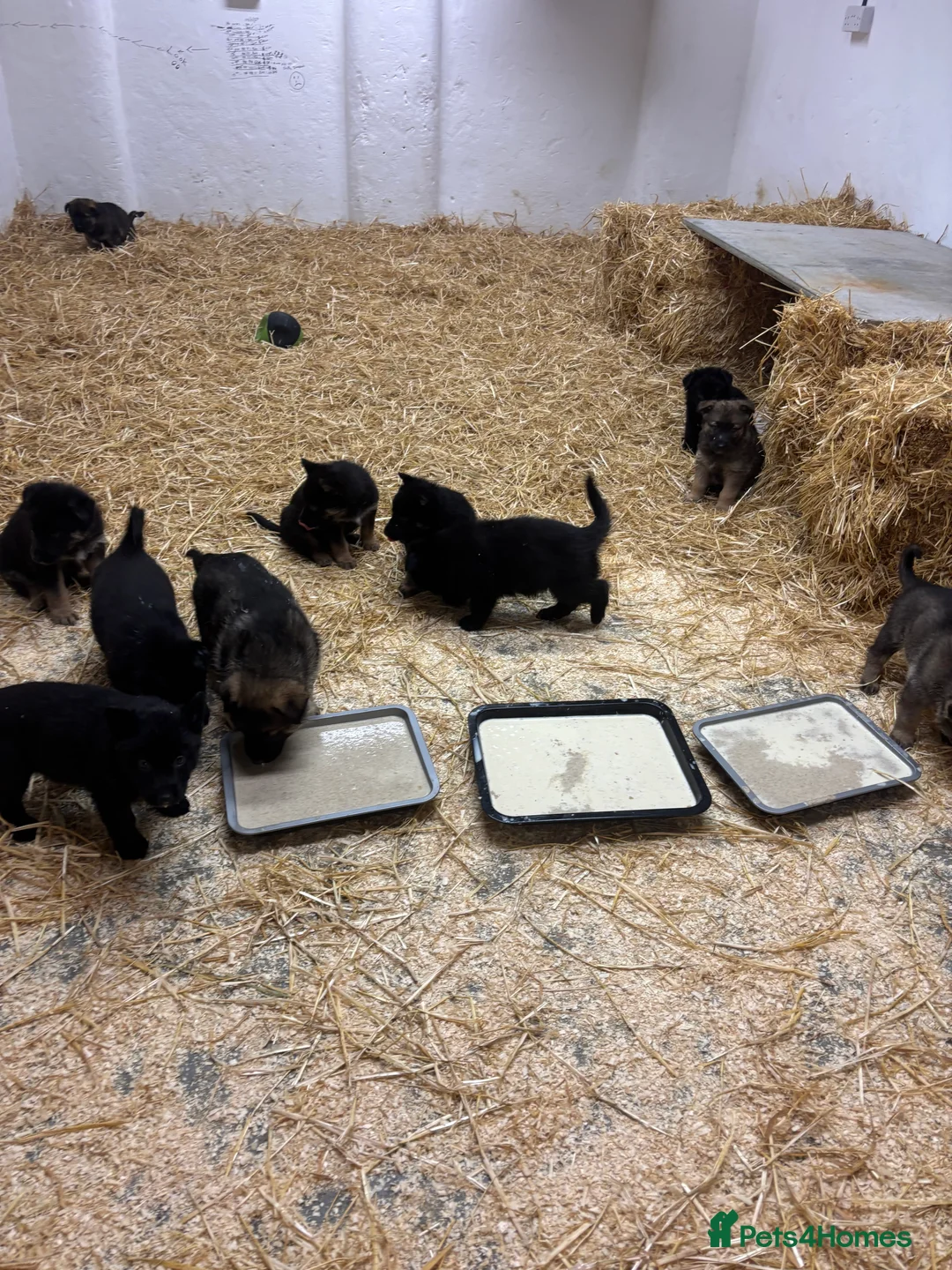 German Shepherd dogs for sale: Beautiful German Shepard puppies - Advert 17