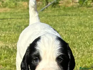 Sprocker dogs Sprocker Puppies - Advert 15