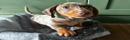 Dachshund dogs for sale: Stunning Standard Datchhound puppies    - Advert 12
