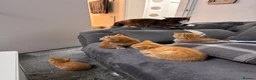 Mixed Breed cats for sale: Four gorgeous ginger kittens - Advert 6