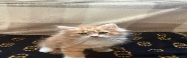 Kitten 3