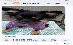 Chihuahua dogs for sale: Chihuahua puppies for sale  - Advert 10