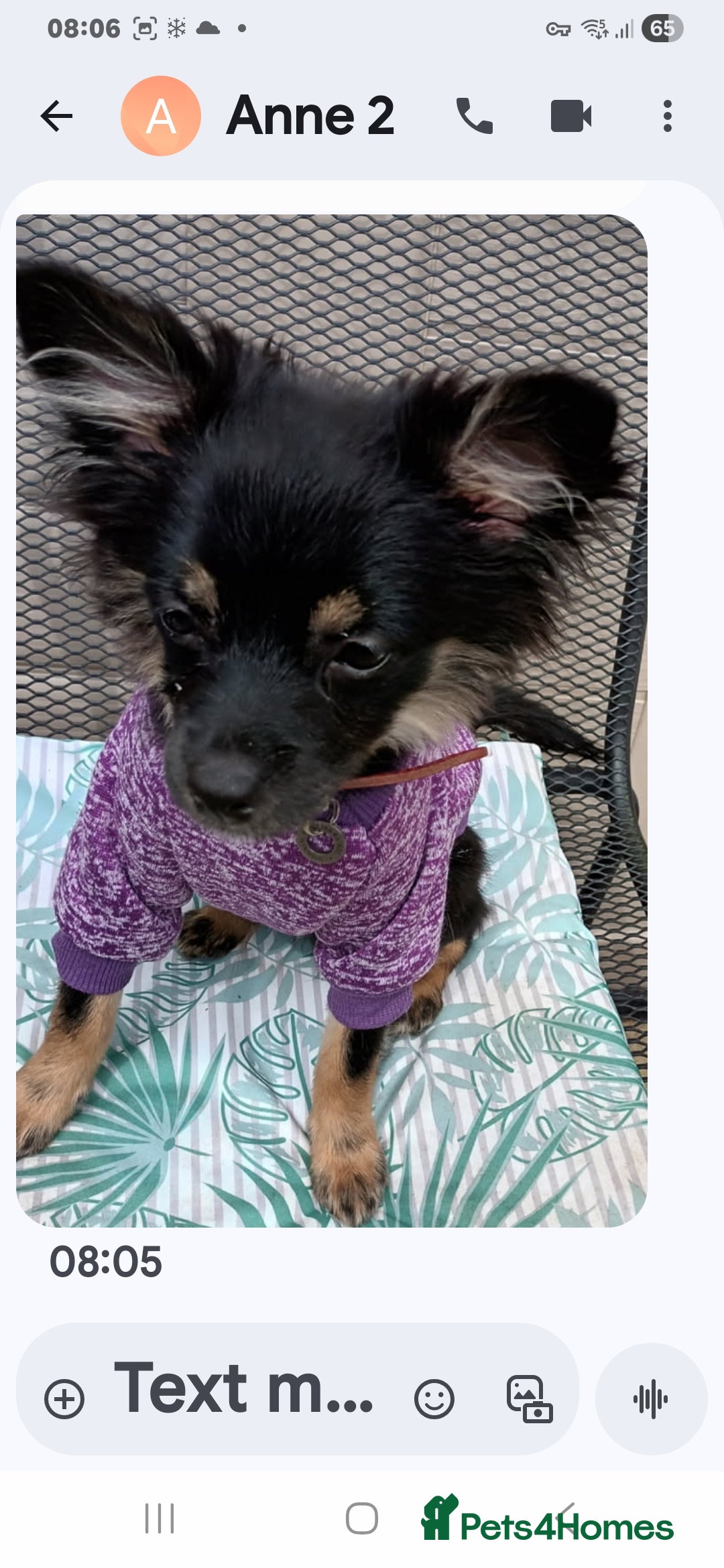 Chihuahua dogs for sale: Chihuahua puppies for sale  - Advert 10