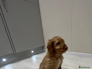 Cockapoo dogs Ready now unusual all types of colours - Advert 10