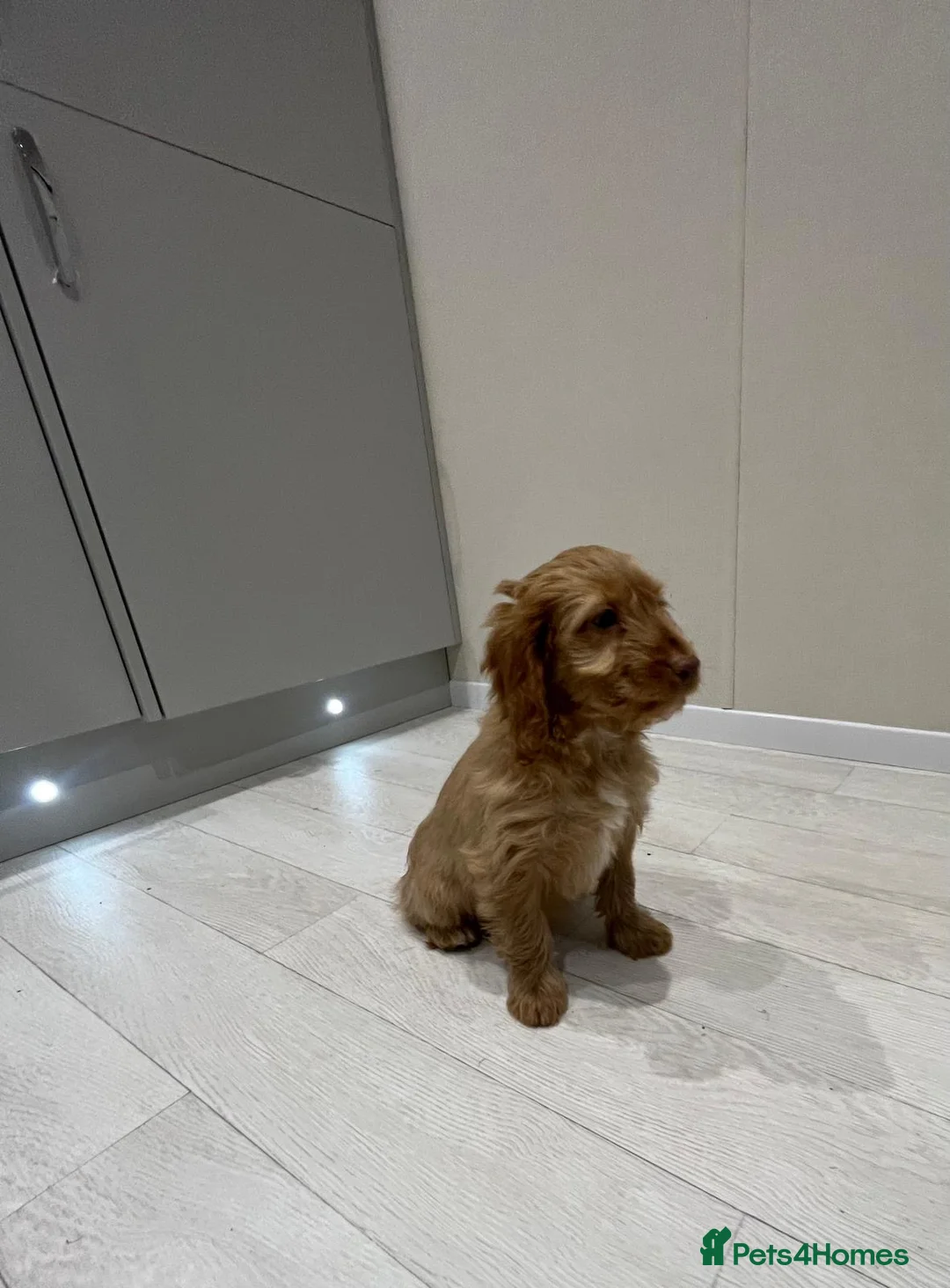 Cockapoo dogs for sale: Ready now unusual all types of colours - Advert 1