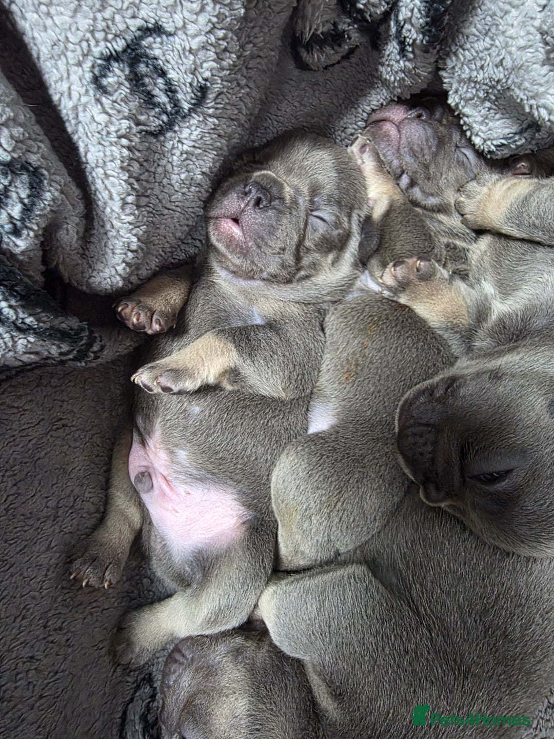 French Bulldog dogs for sale: BEAUTIFUL FRENCH BULLDOG PUPPIES  - Advert 4