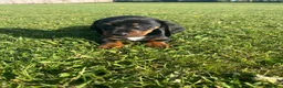 Dachshund dogs for sale: Dachshund Puppy’s ❤️ - Advert 6