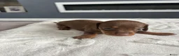 Dachshund dogs for sale: Beautiful littler of dachshund puppies  - Advert 9