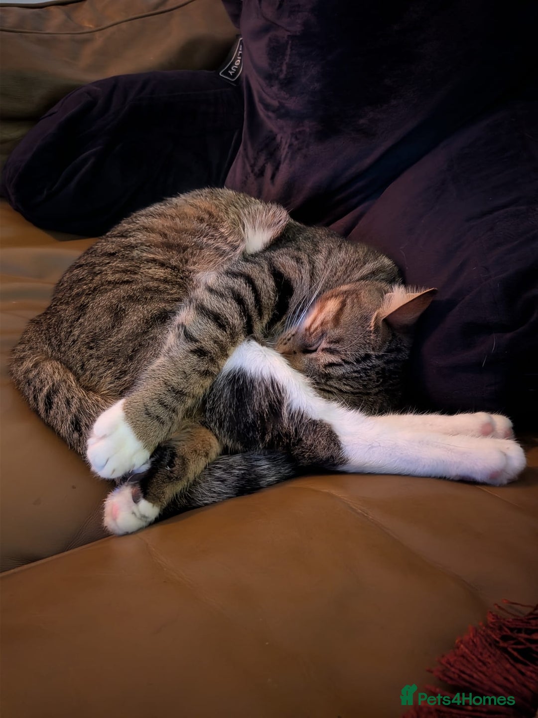 Mixed Breed cats for adoption: [Indoors Only] Cardini: Absolute Playful Cuddlebug - Advert 5