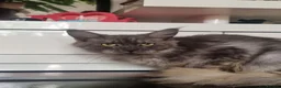 Maine Coon cats for sale: Beautiful Maine Coon Kittens READY TO LEAVE - Advert 6