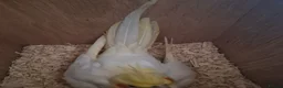 Mixed Breed birds for sale: Birds  - Advert 7