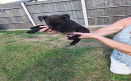 Patterdale Terrier dogs for sale: READY NOW Stunning litter of Patterdale Terriers  - Image 7
