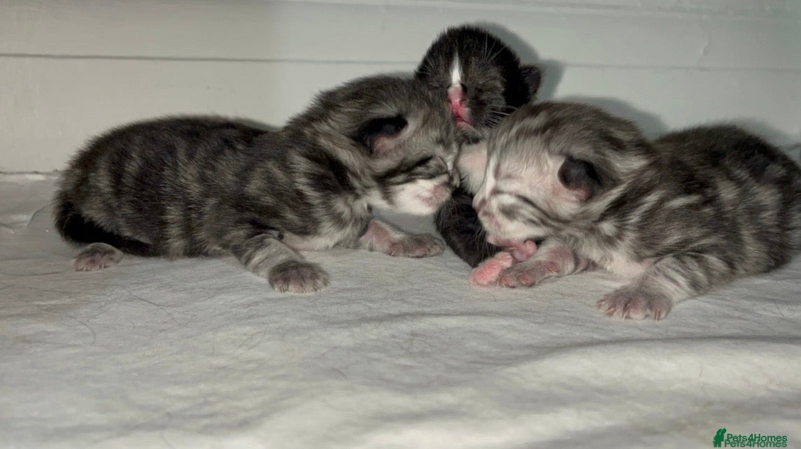 Mixed Breed cats for sale: Siberian kitchen 2 Girls & 1 Boy! 🏡💕 - Advert 2