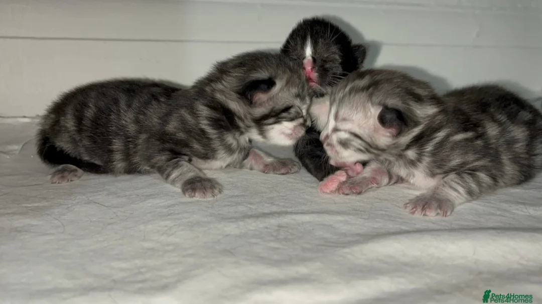 Mixed Breed cats for sale: Siberian kitchen 2 Girls & 1 Boy! 🏡💕 - Advert 1