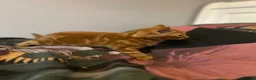 Mixed Breed cats for sale: Four beautiful boys - Advert 6