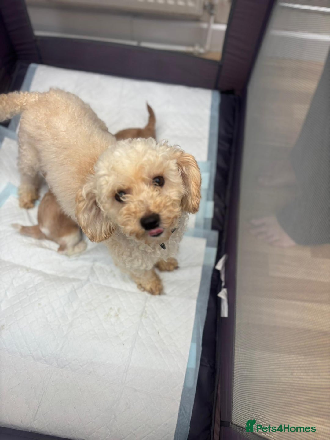 Cavapoo dogs for sale: Stunning Cavapoo puppies from family home  - Advert 39
