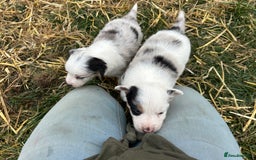 Border Collie dogs for sale: Blue Merle Border Collie Puppies - Image 3