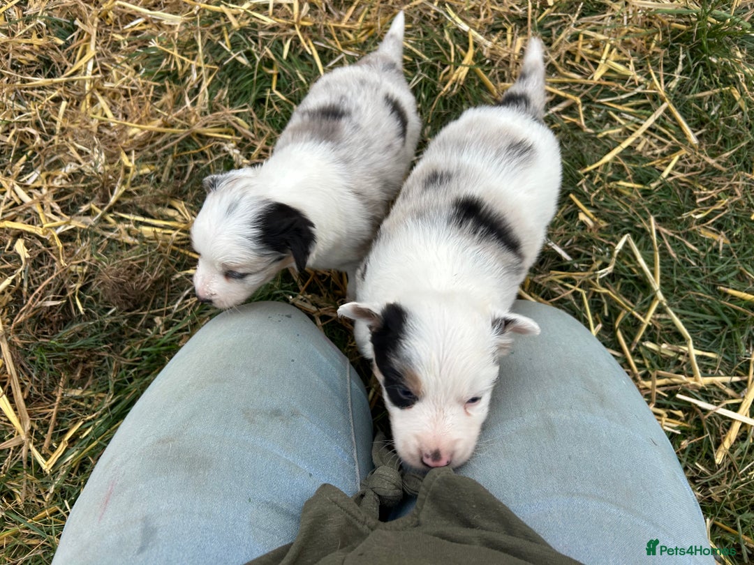 Border Collie dogs for sale: Blue Merle Border Collie Puppies - Image 3