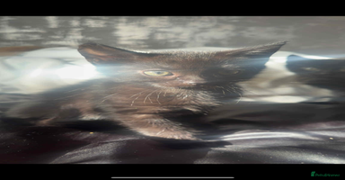 Mixed Breed cats - Advert 11