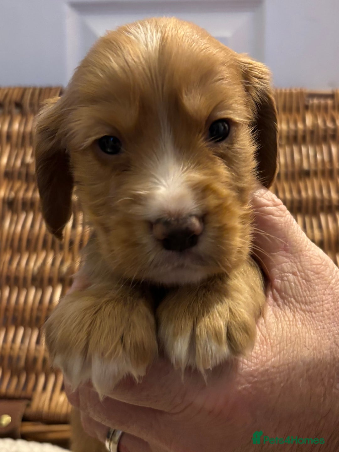 Cocker Spaniel dogs for sale: Working Cocker Spaniel Puppies - Advert 7