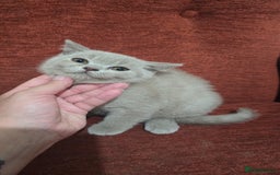 British Shorthair cats for sale: ✨ British Shorthair Kittens – 3 Adorable Females ✨ - Image 5
