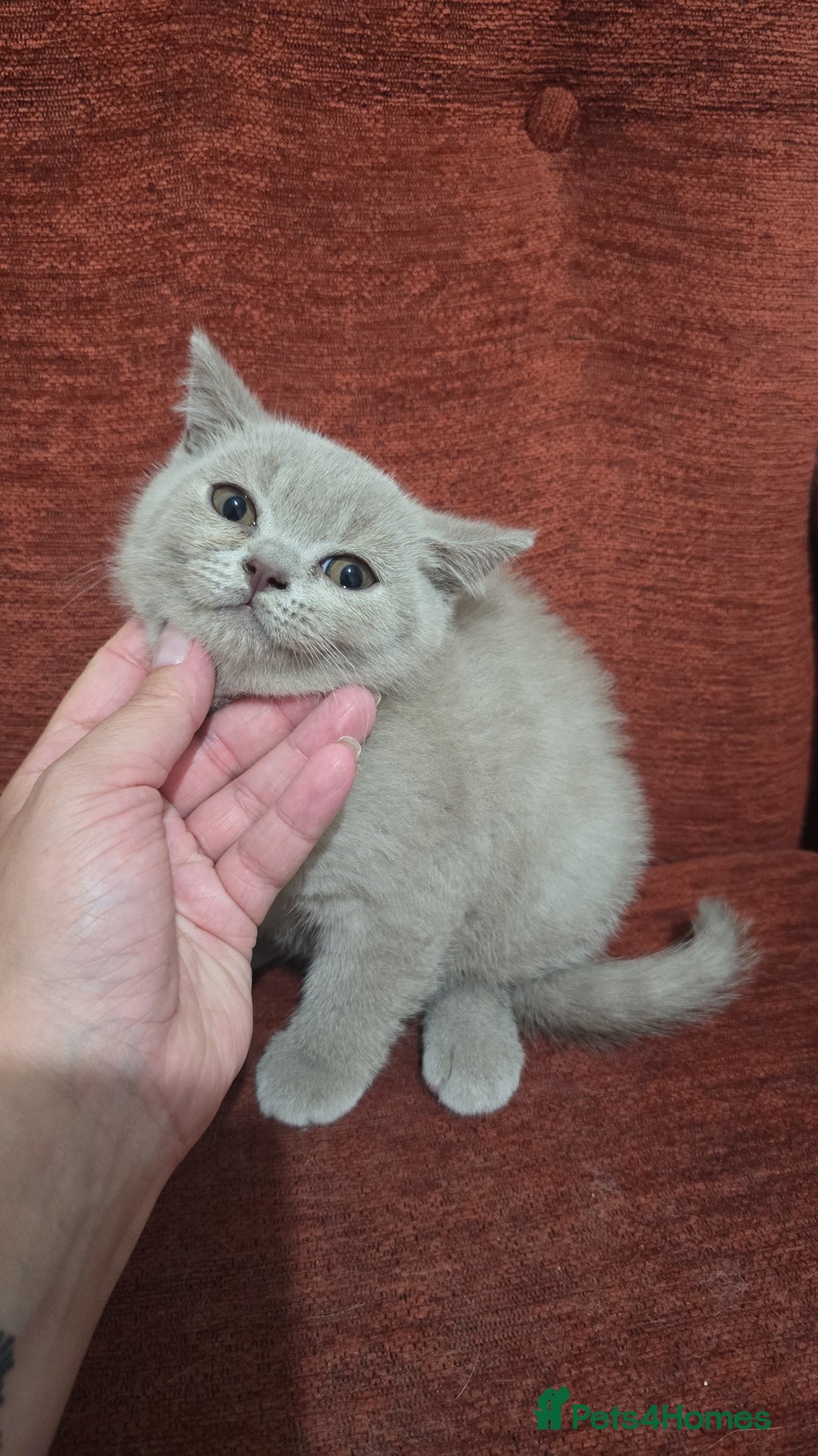 British Shorthair cats for sale: ✨ British Shorthair Kittens – 3 Adorable Females ✨ - Image 5