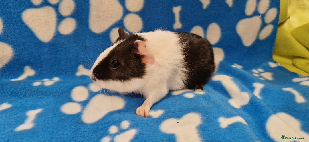 Guinea Pig rodents for sale: 2x Male Smooth Coated Guinea Pigs - Image 4