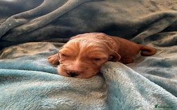 Mixed Breed dogs for sale: Australian Labradoodle puppies - Image 4