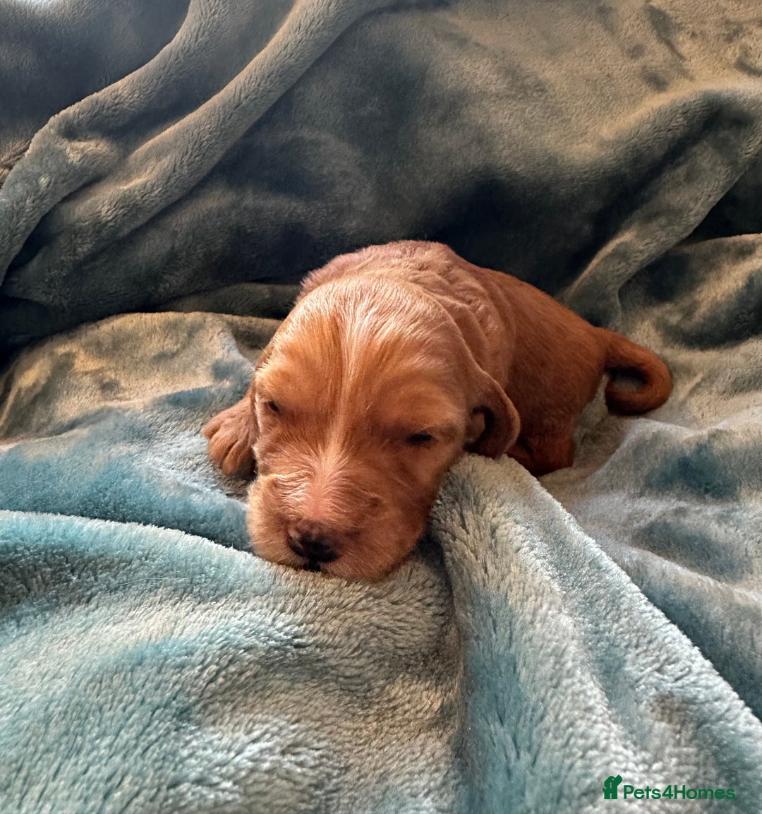 Mixed Breed dogs for sale: Australian Labradoodle puppies - Image 4
