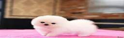 Pomeranian dogs for sale: Gorgeous white Pomeranian puppies - Advert 3