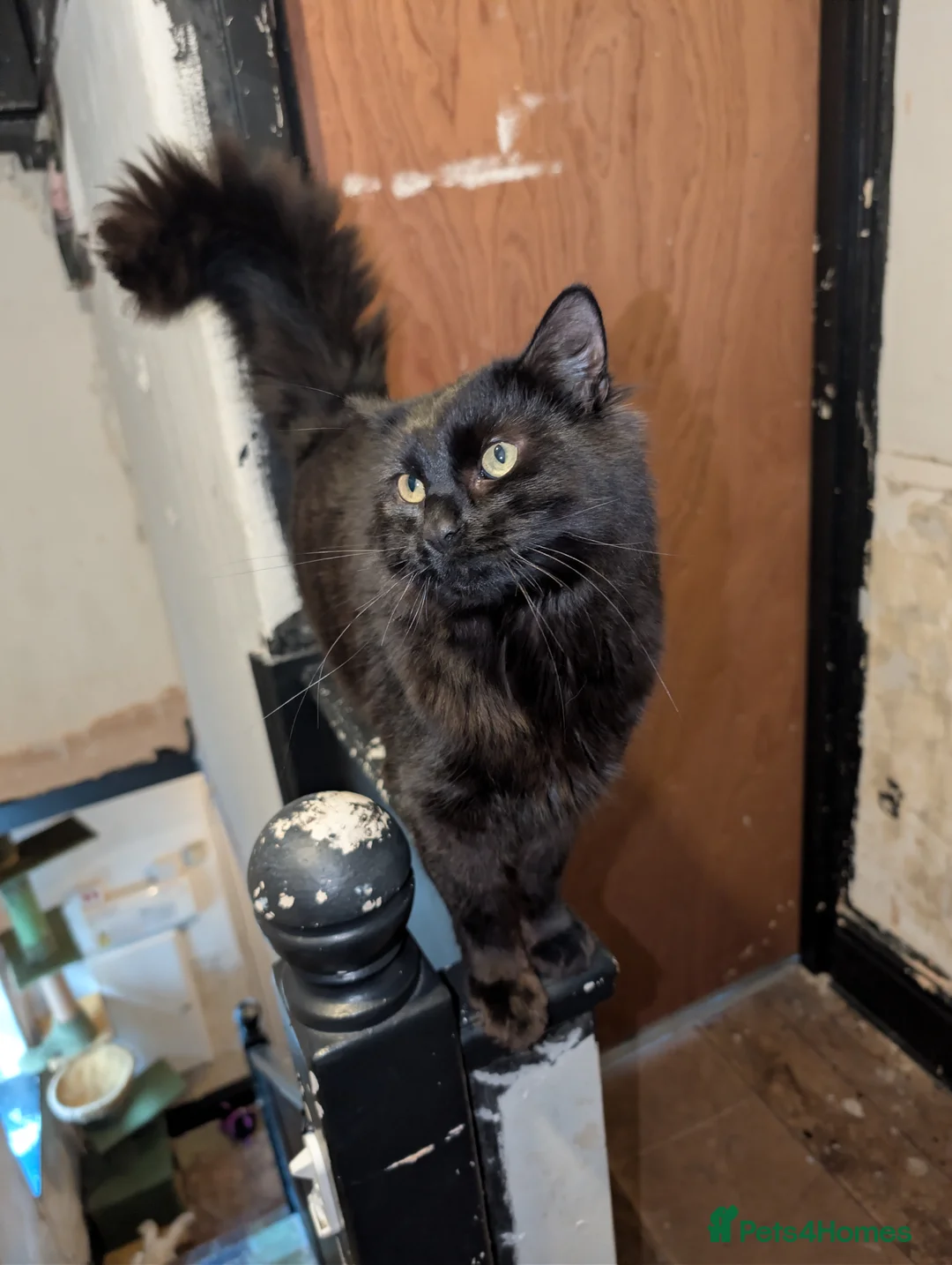 Maine Coon cats for sale: Brother and sister - Maine Coon X Bengle  - Advert 2