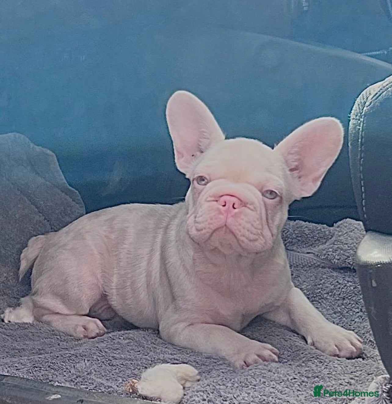 French Bulldog dogs Caramel Pink Husky Koi Male Puppy - Advert 3