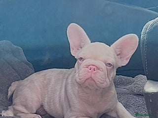 French Bulldog dogs Caramel Pink Husky Koi Male Puppy - Advert 18