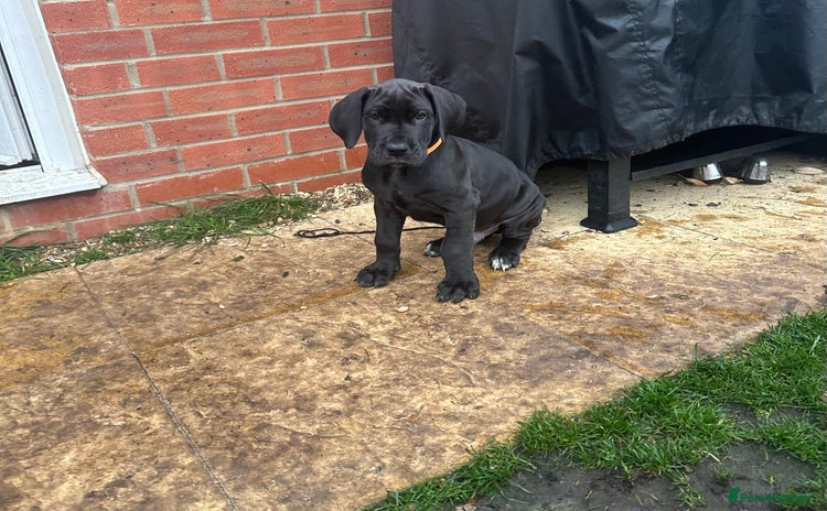 Great Dane dogs - Advert 2