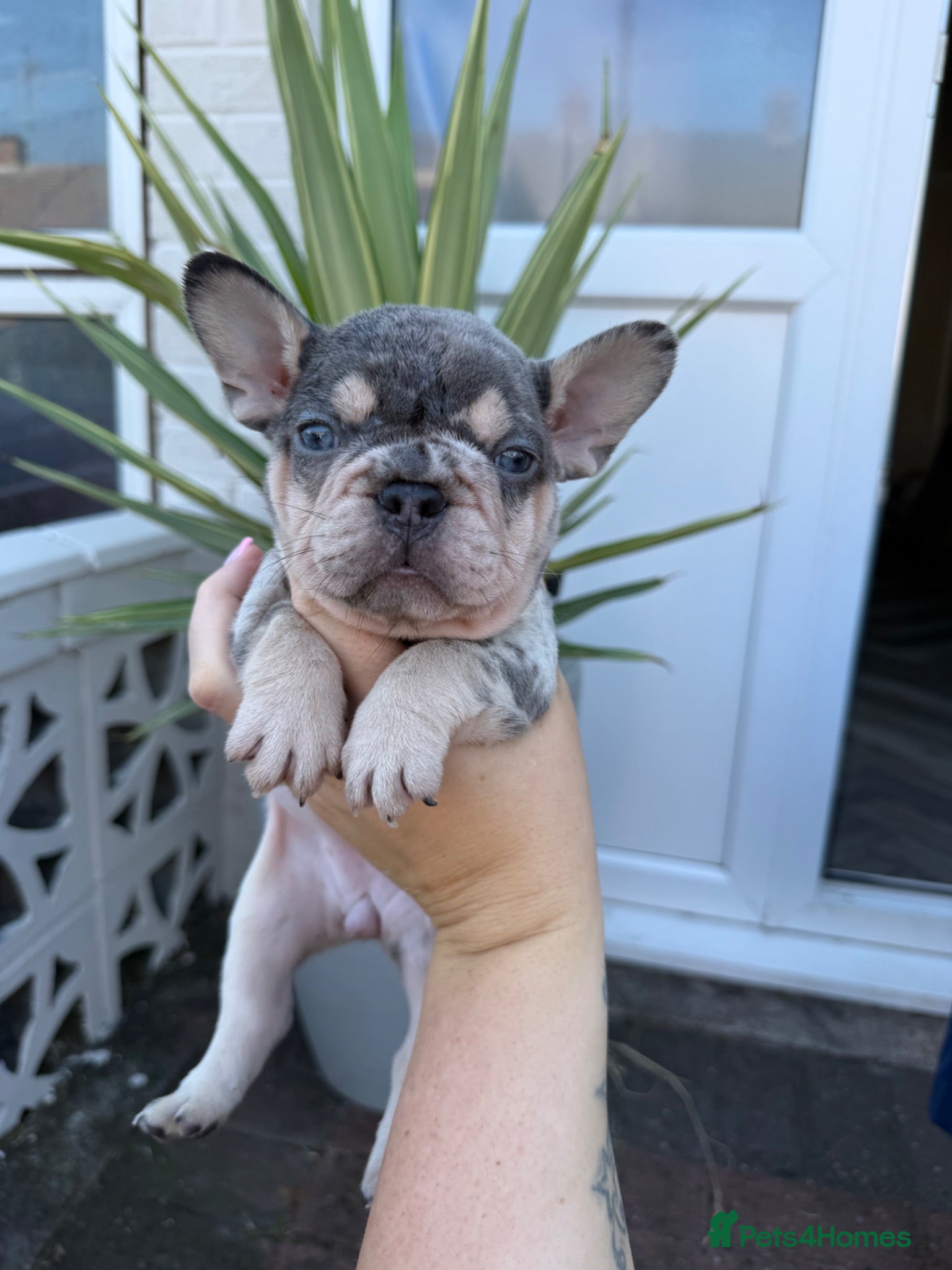 French Bulldog dogs 5 lilac tan frenchies carrying testable  - Advert 15