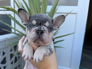 French Bulldog dogs 5 lilac tan frenchies carrying testable - Advert 1