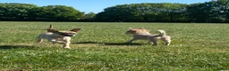 Chihuahua dogs for sale: Beautiful chihuahua puppies £700 - Advert 6