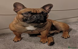 French Bulldog dogs for sale: 🌟 Beautiful French Bulldog Puppies  - Advert 28
