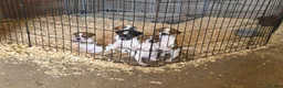 Jack Russell dogs for sale: Old fashion type Miniature jack russell puppies - Advert 9