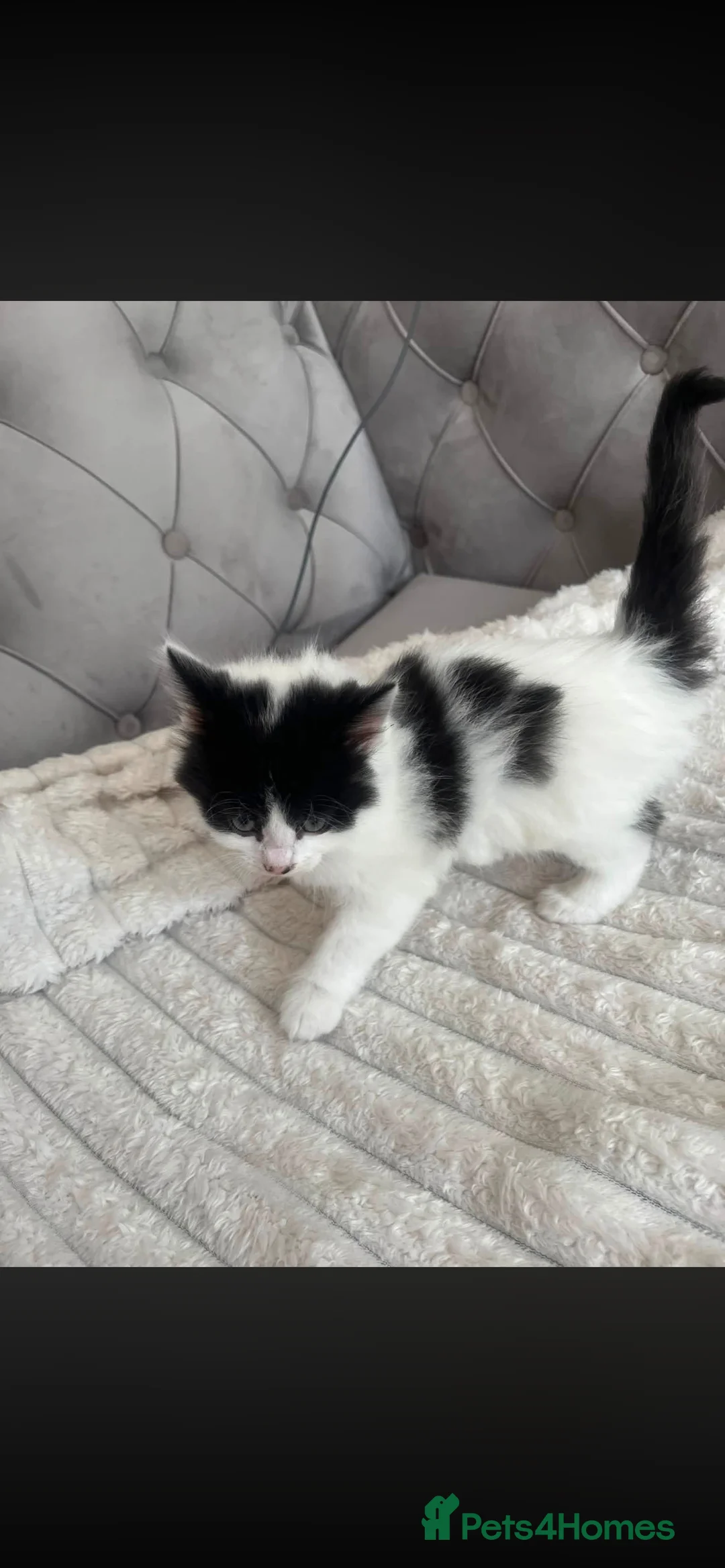 Mixed Breed cats for sale: Kittens in Lancaster - Advert 2